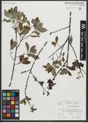 Foto von Salix apennina A. K. Skvortsov